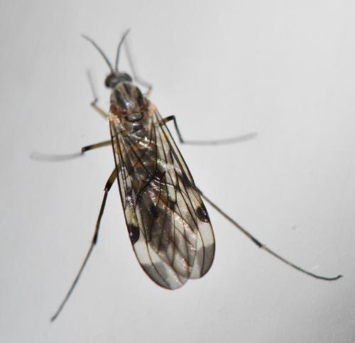 Sylvicola sp.